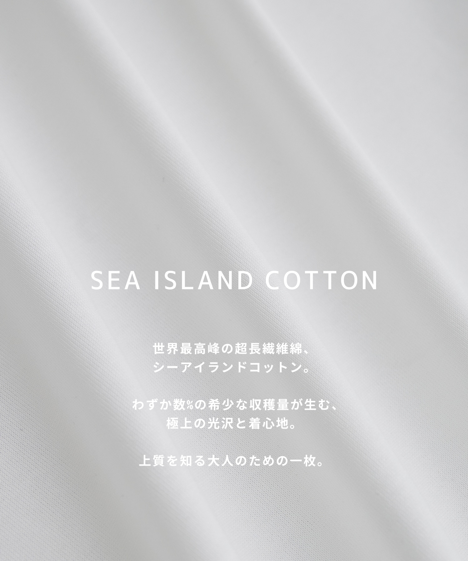 SEA ISLAND COTTON レギュラーTシャツ