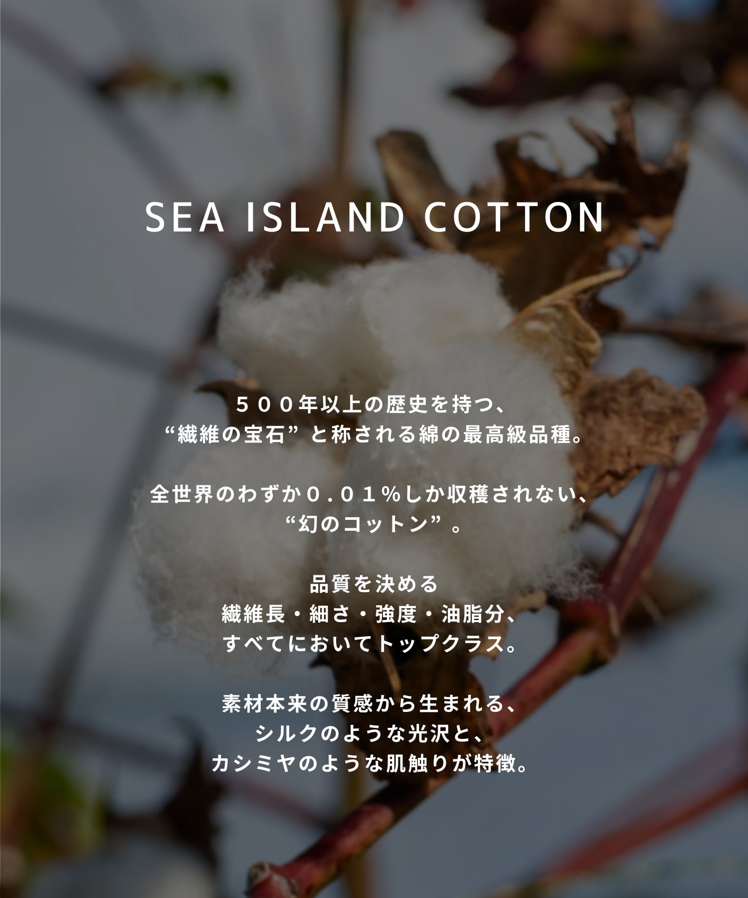 SEA ISLAND COTTON ロングスリーブTシャツ